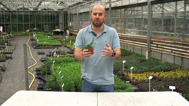 Check out this trailing Rosemary plant - Newlands ...