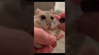 Hamster finds out the truth about boba tea