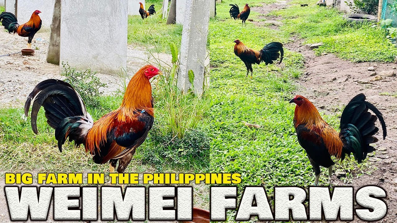 Best Farm WeiMei Farms Bryan Yap