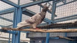 Ustad Hassnain Gondal Pigeons Landing 1st 3:49pm 11th 7:35pm 46°Temperature|Mirpur Pigeons Page