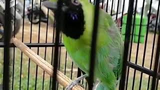 iki bebeciu bebeciu e mntep👍