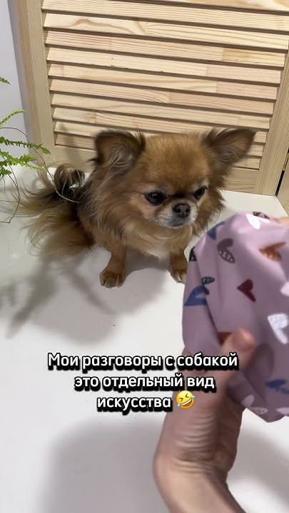 Одежда для таксы. Комбинезон для собак. Шью для собак. # ...
