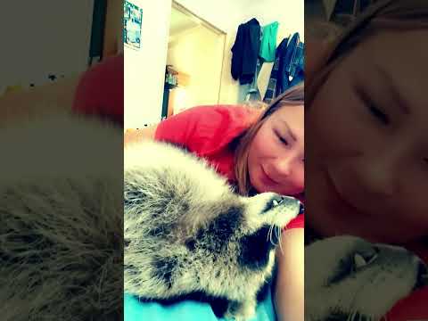 #ямыилюша #помощьбездомнымживотным #raccoon