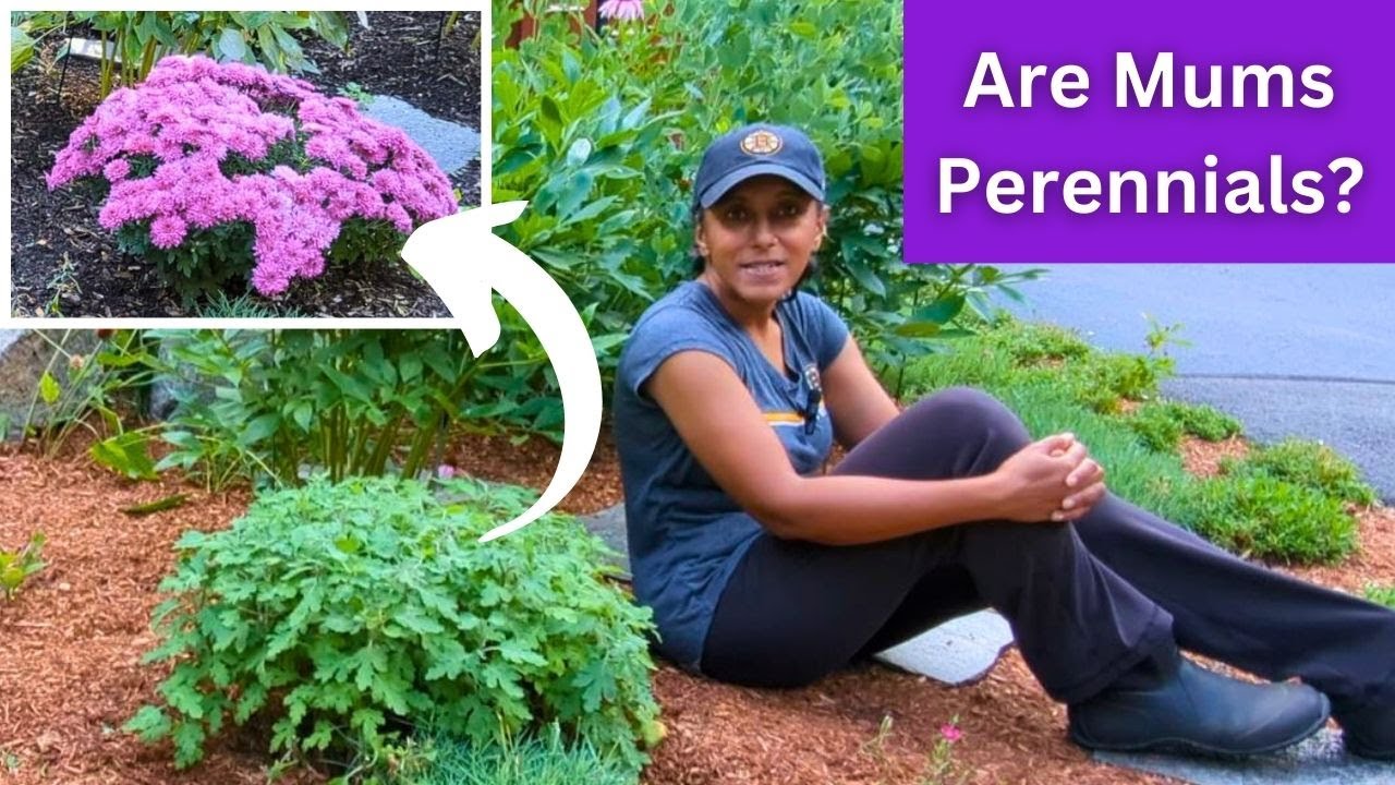 How to Prune Mums In Summer Hardy Perennial Chrysanthemum YouTube