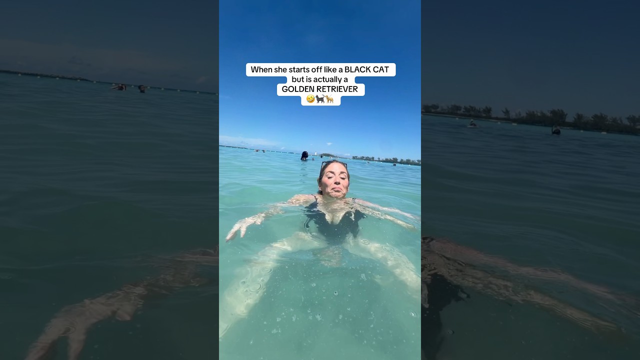 Started off BLACK CAT— ended up GOLDEN RETRIEVER 🐈‍⬛🦮#blackcat #goldenretriever #swimming #cruise