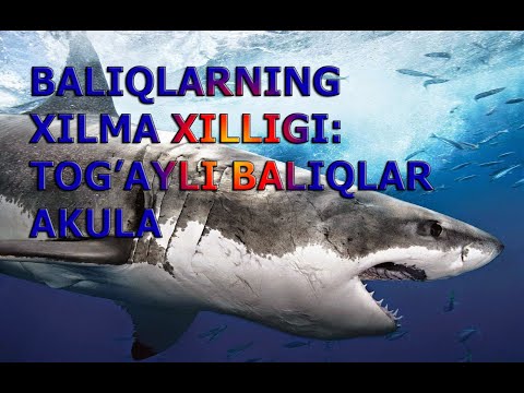 Video: Yirtqich Baliqlarning Turlari Va Xilma-xilligi