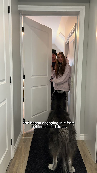 am I guilty on all 5 counts of emotional damage to my husky? #Husky #Huskies #FunnyDogs #dogvideos