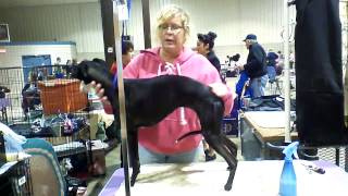 Whippet grooming 1