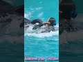 シャチ「ラビー」の声♥ #Shorts #鴨川シーワールド #シャチ #kamogawaseaworld #orca #killerwhale
