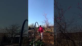#Подвязка винограда 🍇🍇🍇 🤷😍🥰👀🌿🌿🌿