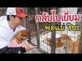 ลูกหมาชิบะกลับไปหาพ่อแม่ที่ฟาร์ม Shibainu come back home
