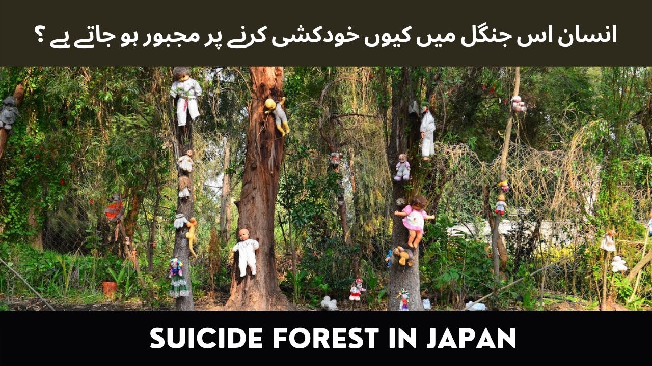 Suicide Forest in Japan | 10 Facts about Aokigahara Forest | Sea of