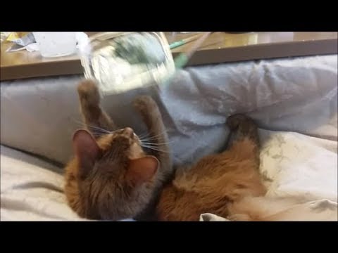 飼い主がわさび漬けを食べるのを邪魔する茶色猫 - YouTube