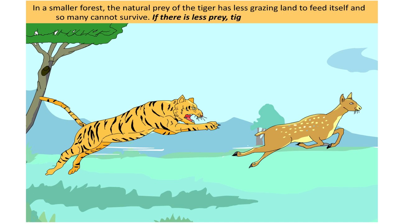 India's growing wild tiger population