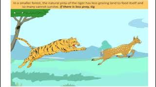 India's growing wild tiger population