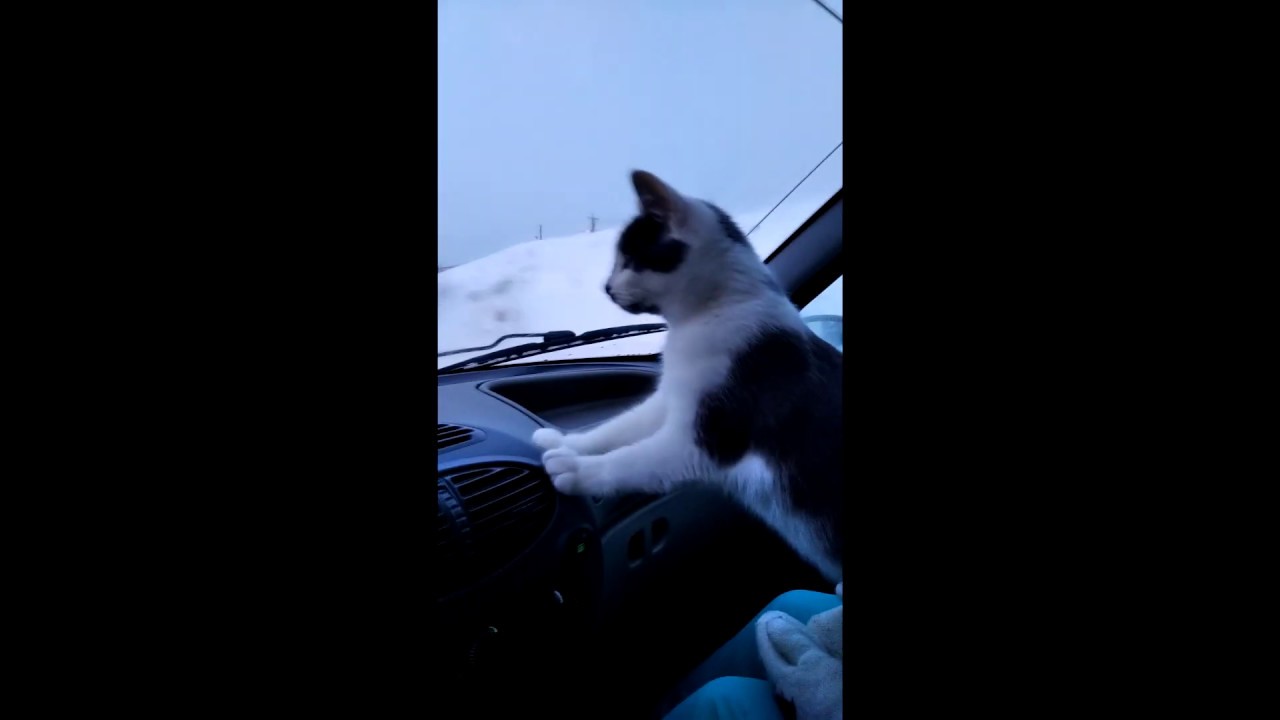 Голая катается на машине
