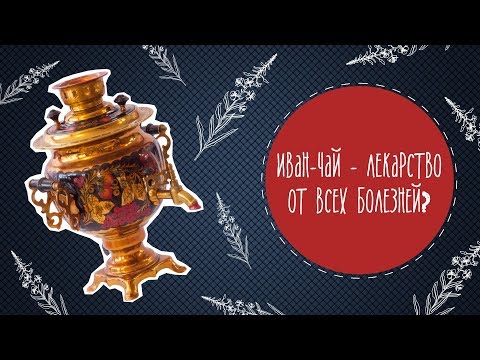 Иван-чай - лекарство от всех болезней или обман?