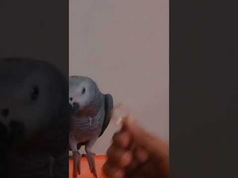 little Bird | Rio African grey