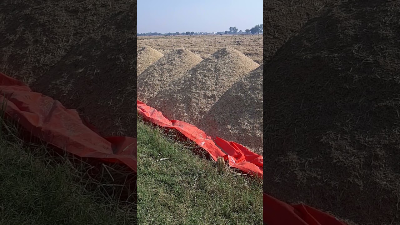 super basmati Rice ready 