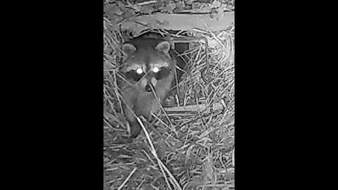 Racoon Trap... KA_POW!!!