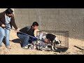 Incredible rescue of injured street dog in mexico