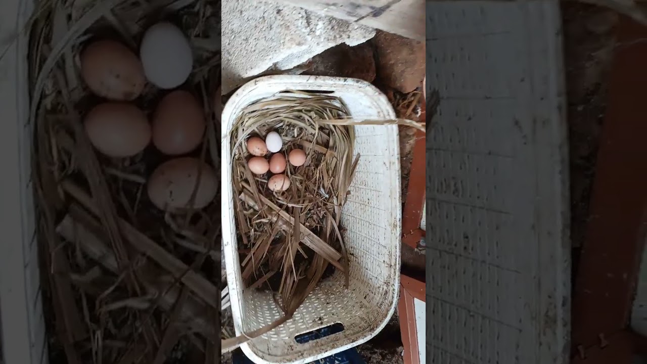 YUMURTAYİ GÖRÜNCE GÖZLERİNİZE İNANAMAYACAKSINIZ 25 Şubat 2026