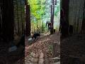 Epic Day Mountain Biking with a Couple Crazy Cattle Dogs #shorts #dog #mtb