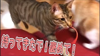 犬顔負けの取ってこいを披露する猫が凄すぎるｗｗｗ