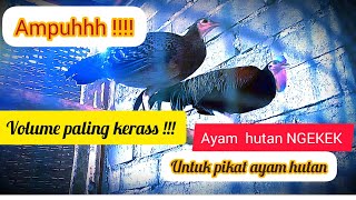 PANCINGAN dan PIKAT suara ayam hutan hijau NGEKEK , VOLUME PALING KERAS !!!!