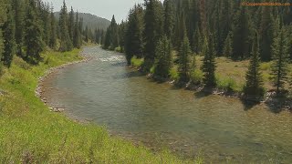 Fishing the Greys River in Wyoming