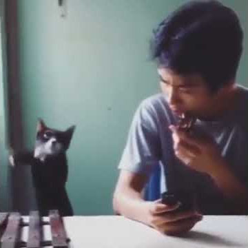 Cat Plays Ringtone on Xylophone