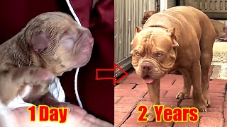 Transformation of a Fierce Pitbull Puppy from 1 Day to 2 Years Old | Hewie Pitbull by Hewie Pitbull Channel 5,495 views 2 months ago 8 minutes, 26 seconds
