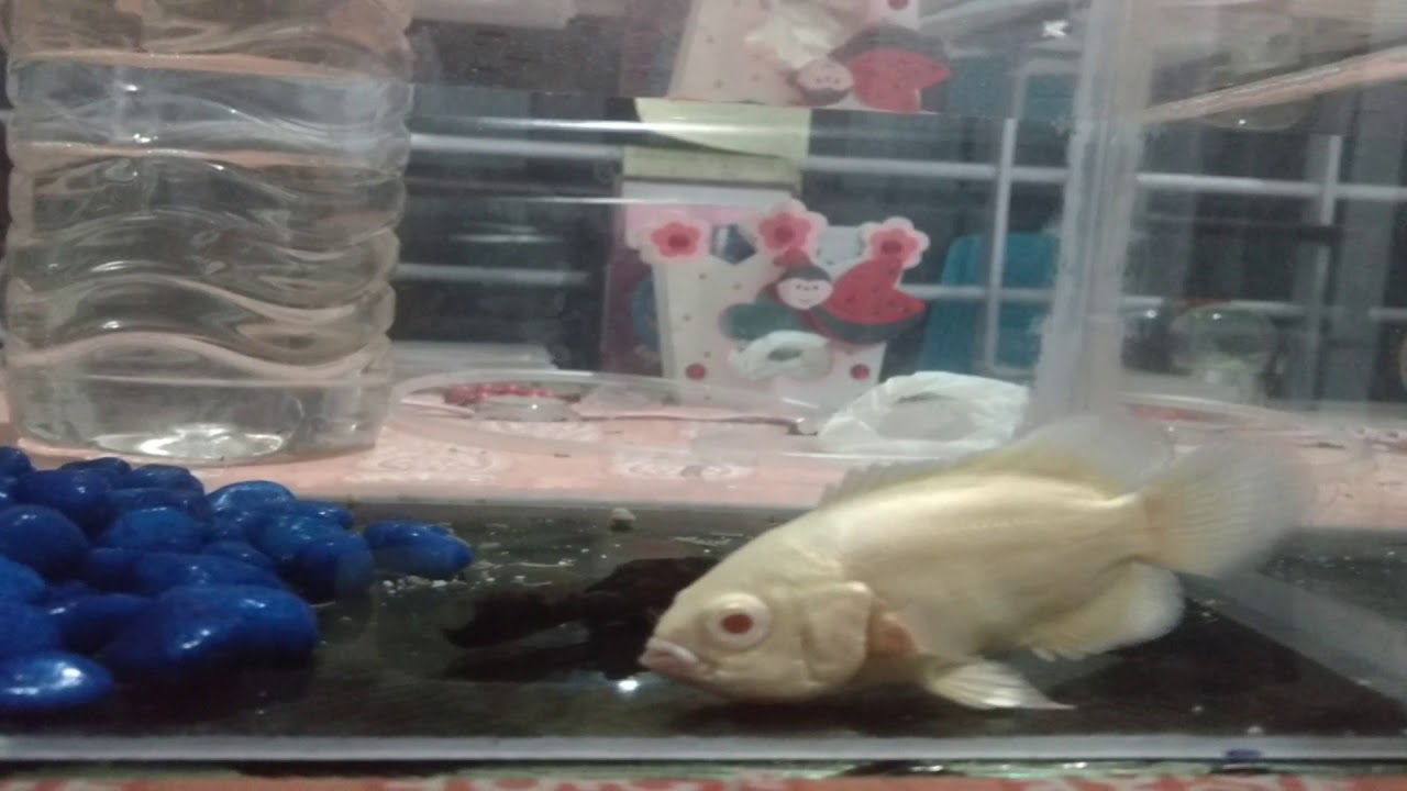 My Oscar fish YouTube