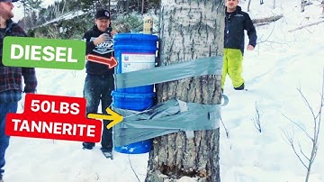 50 pond tanneriet versus boom!