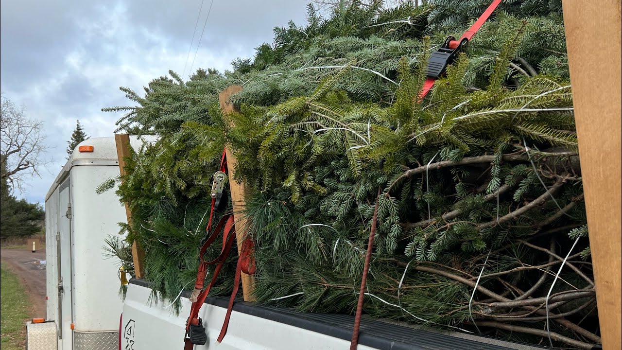 Harvesting boughs & Christmas trees - YouTube