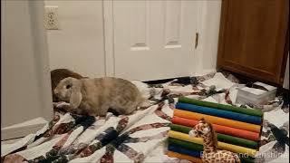 Amos and Naomi Bunny Bonding Day 4