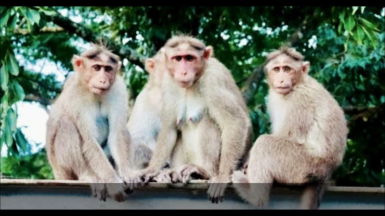 Look the monkeys are running. Группа обезьян. group of monkeys.