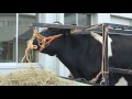 OneLoveタウン2016(岩手県奥州市江刺区)