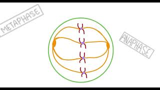 Information MITOSIS Stop-motion video News