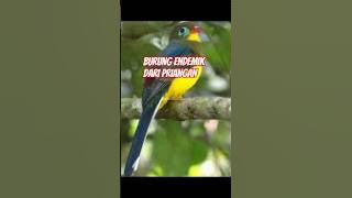 Luntur Jawa keluarga burung trogon paling langka #faktaunik #faktamenarikhewan