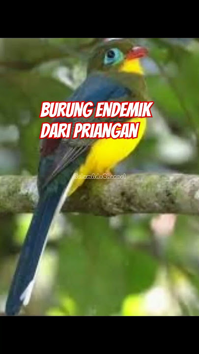 Luntur Jawa keluarga burung trogon paling langka #faktaunik #faktamenarikhewan