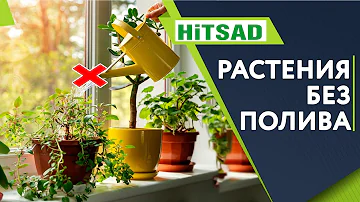 Растения которые не нужно поливать 🌺 ТОП неприхотливых цветов 🌺