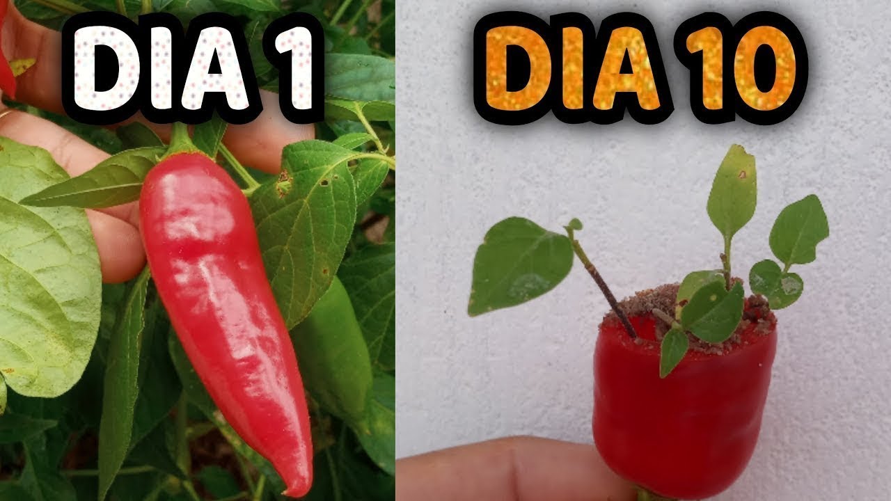 Como Plantar Pimenta em vaso - Melhor forma de plantar pimenta