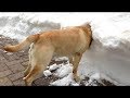 Ne peut pas arrter de rire  funny chiens neige choue compilation