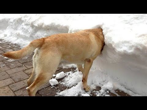 Vidéo: Prévention des boules de neige et des boules de glace dans les protège-pieds des chiens