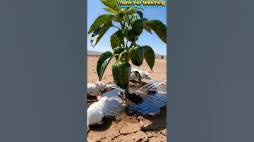 Rats saved the bell peppers from drying bywatering them #ai #tree #save #water