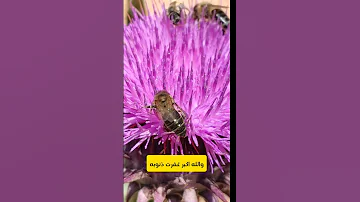 دع غيرك يردد هذا الدعاء دعاء ذكر الإسلام المسلمين 