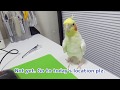 Today's My happy Cockatiel | Berofe taking a video: parody | 撮影前のオフショット オカメインコのカメちゃん