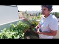 Terrace garden, vegetable garden, fruit garden, organic fruits & veg growing, kitchen waste manure,