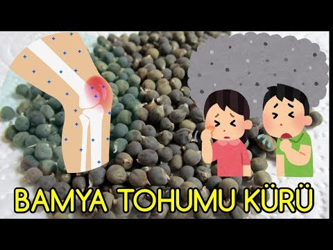 DİZLERDE SIVI KAYBI VE BRONŞİTİN BİR NUMARALI İLACI: BAMYA TOHUMU KÜRÜ